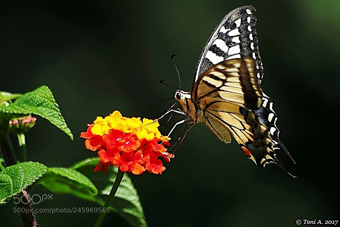 Pentax K-5 II sample photo. Butterfly photography