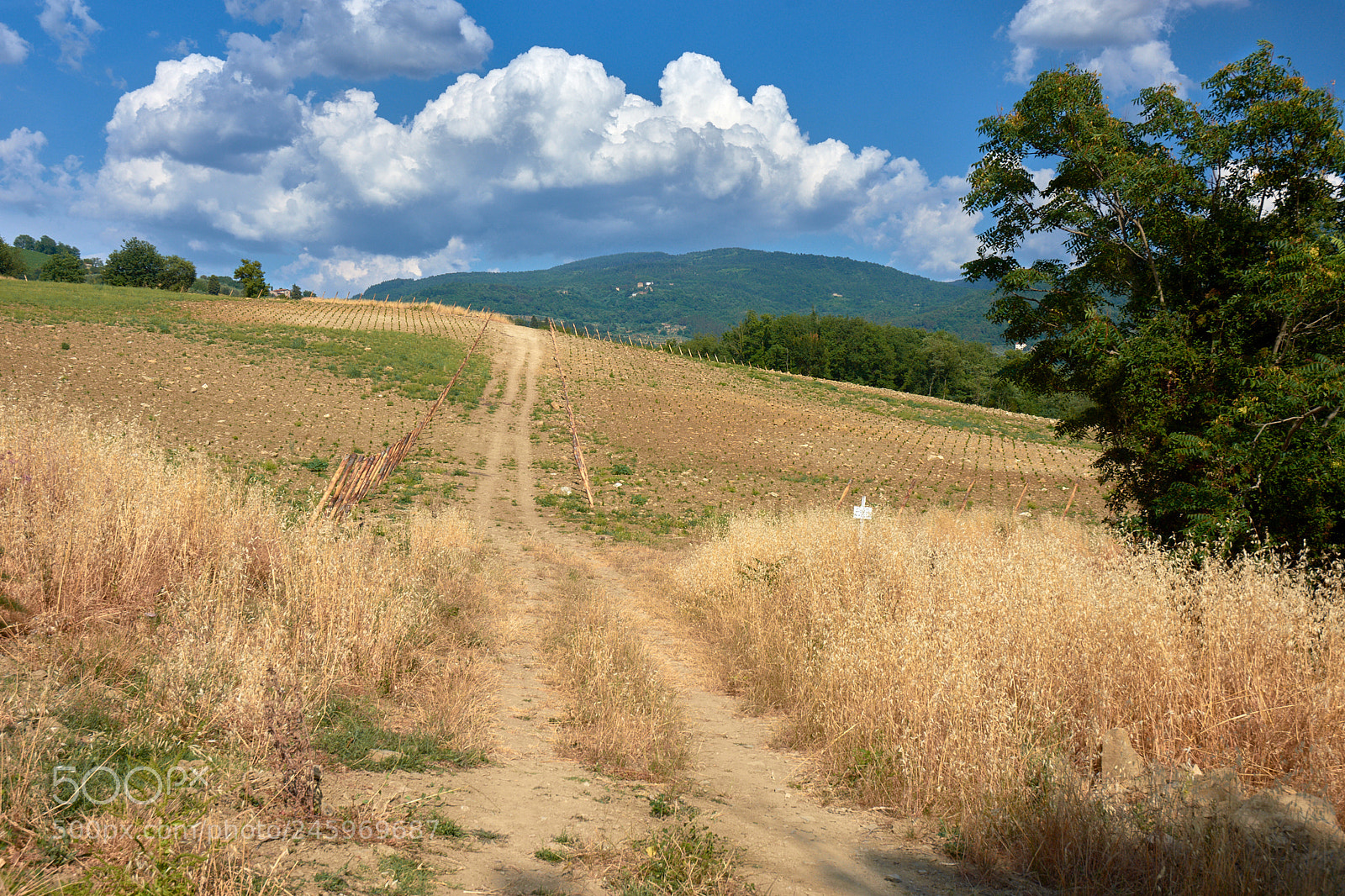 Nikon D7200 sample photo. Deep in toscana fields photography