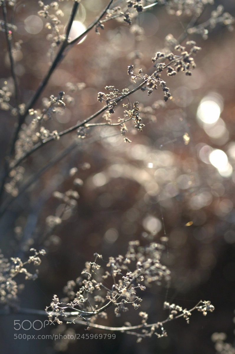 Nikon D3100 sample photo. Encore et toujours la photography