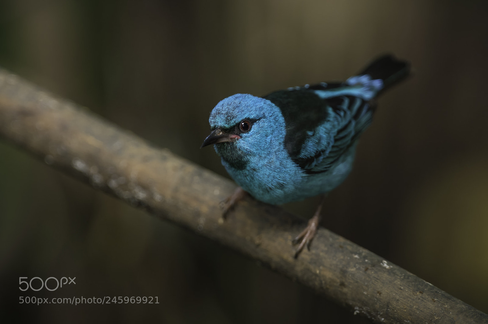 Nikon D4 sample photo. Blue dacnis photography