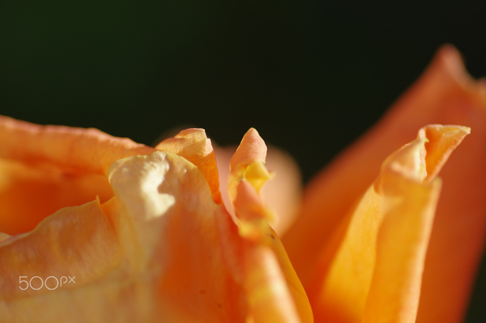 Pentax K-3 II sample photo. An orange rose photography