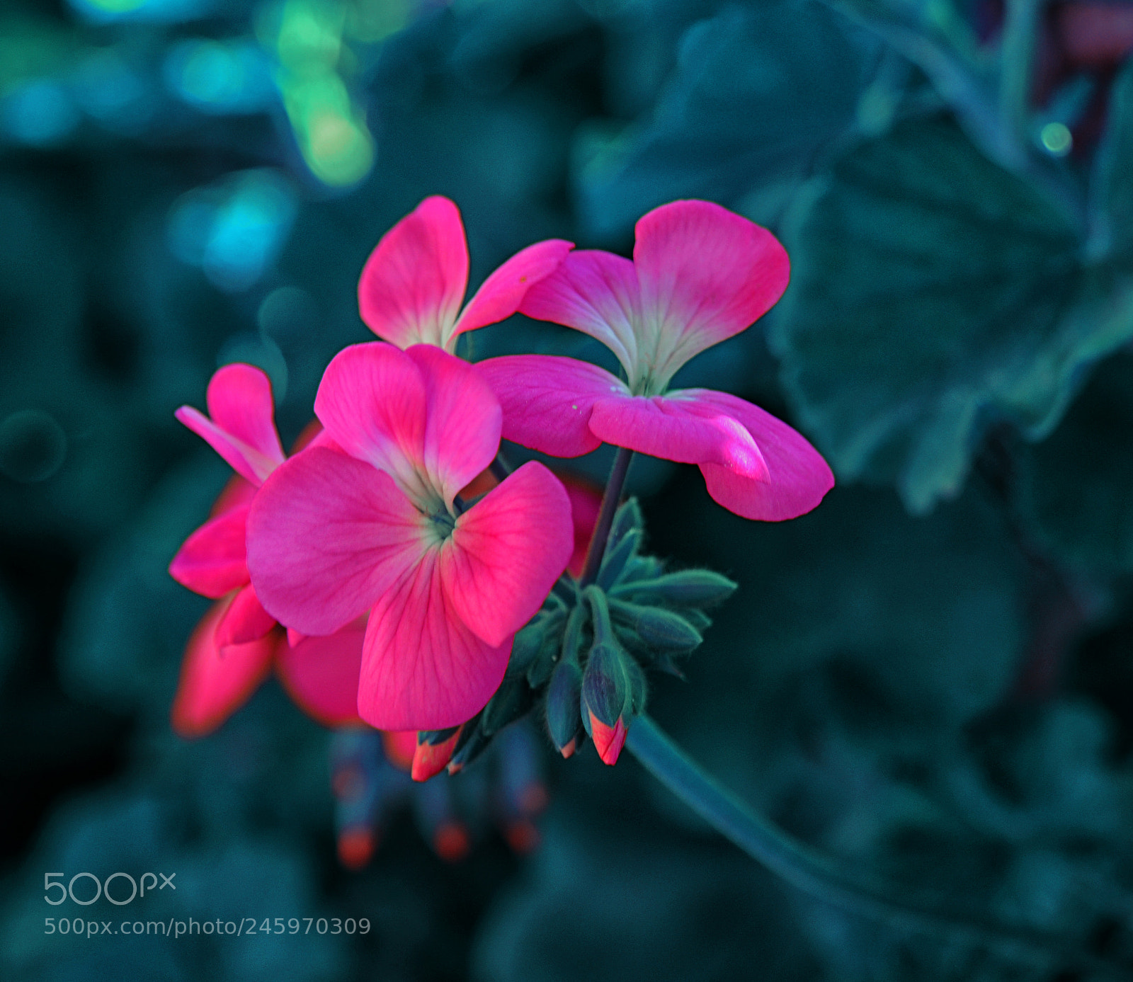 Nikon D300 sample photo. Flowers photography