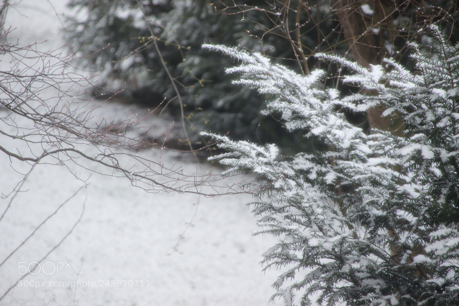 Canon EOS 600D (Rebel EOS T3i / EOS Kiss X5) sample photo. Snow beauty photography