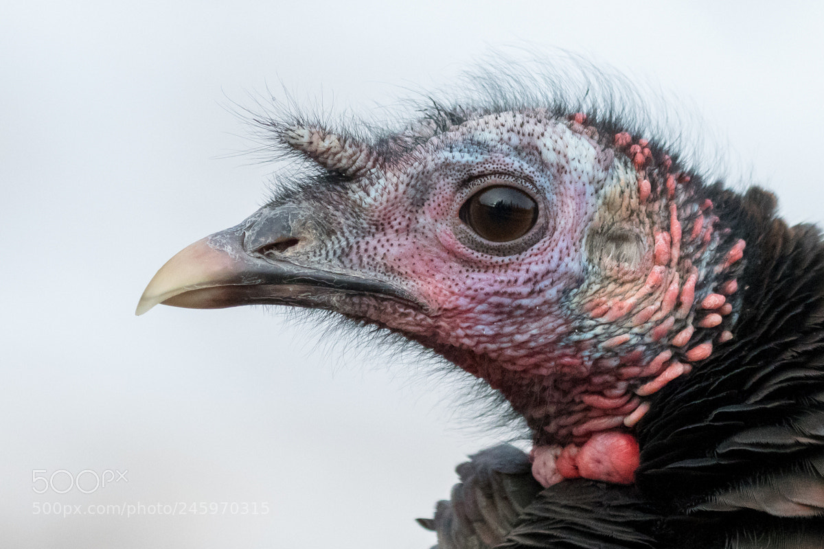 Nikon D500 sample photo. Wild turkey photography