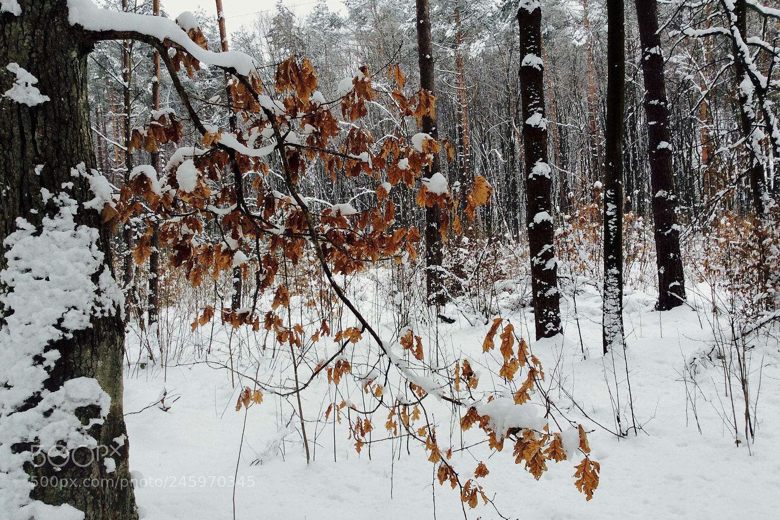 Apple iPad Air sample photo. Silence. photography