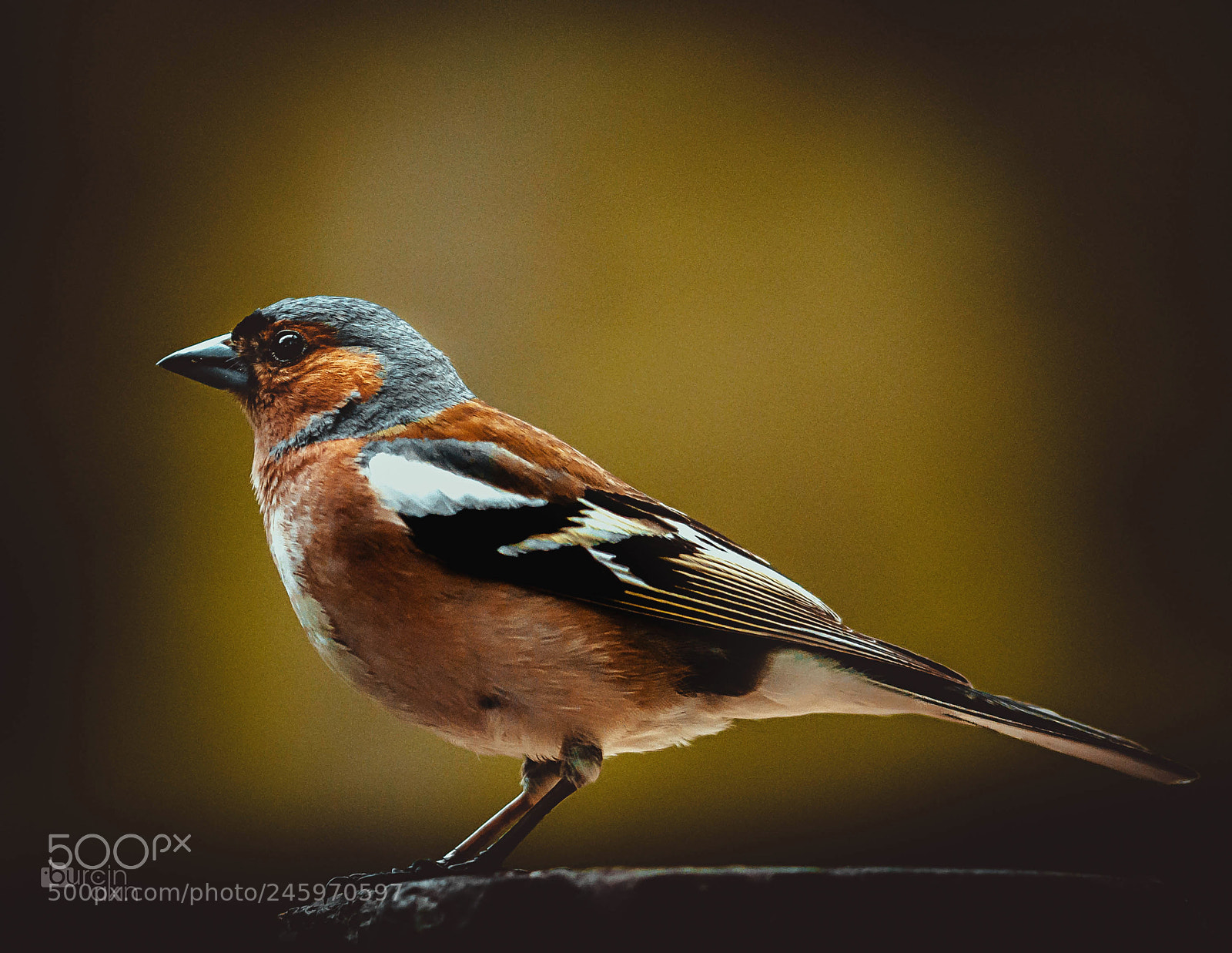 Nikon D5100 sample photo. Bird ... photography