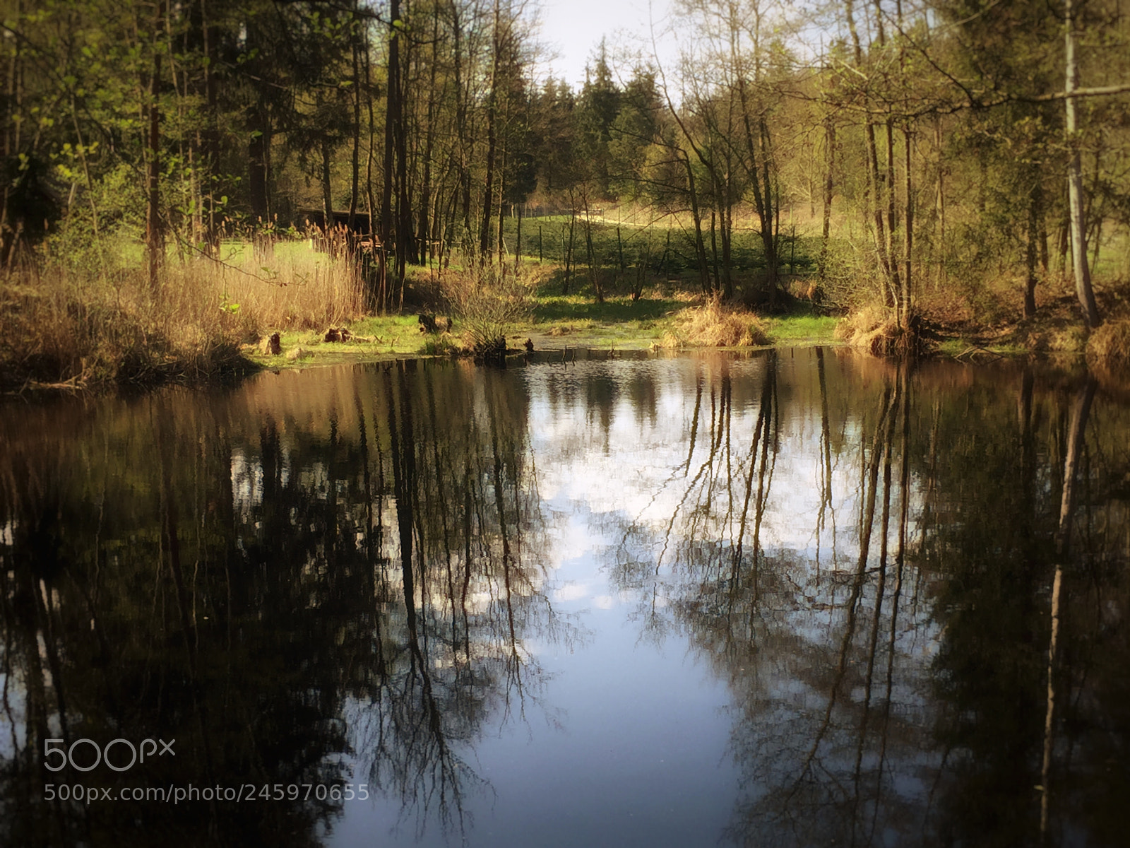 Apple iPhone 6 sample photo. Small pond photography