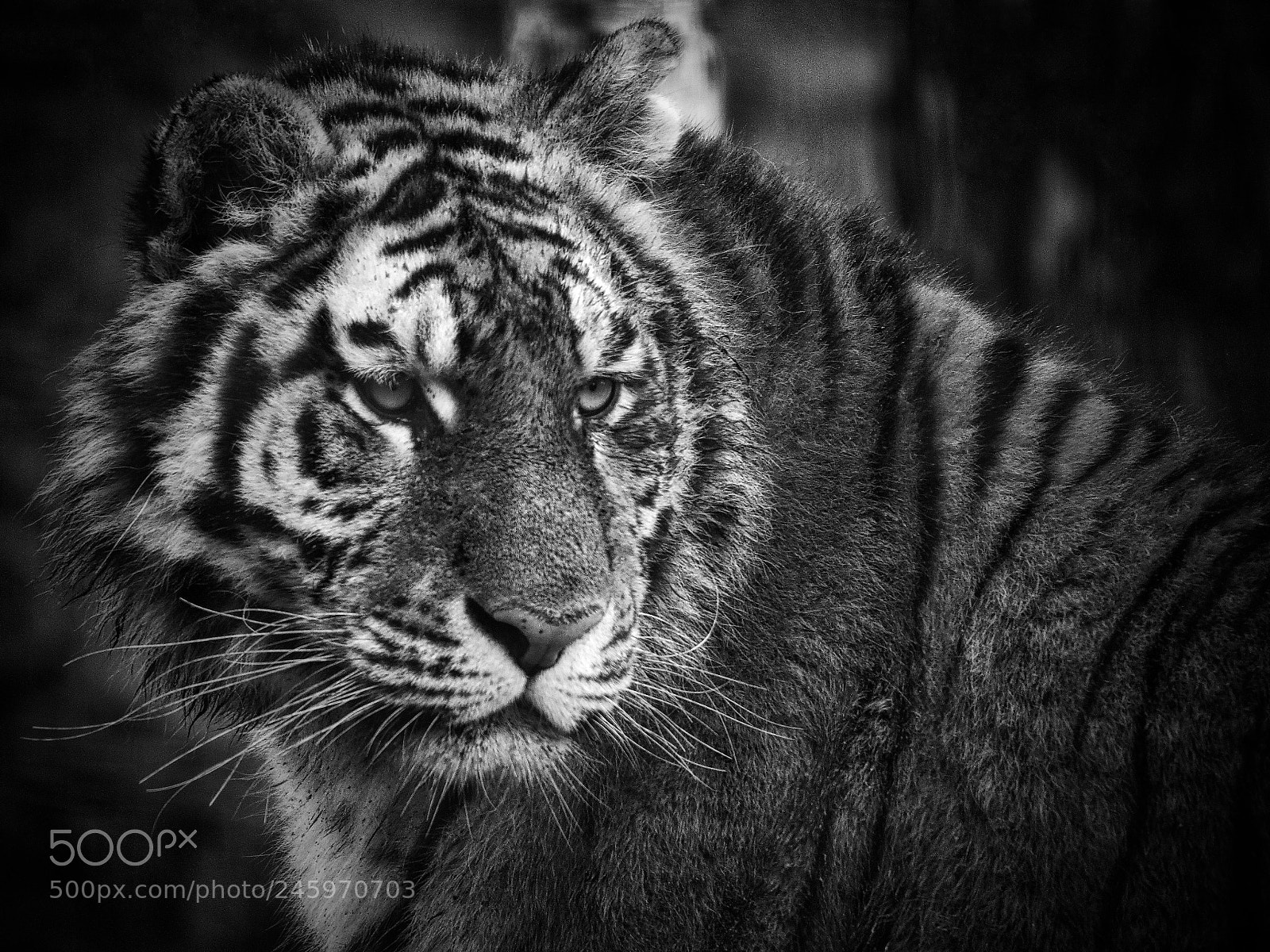 Canon EOS M5 sample photo. Tiger photography