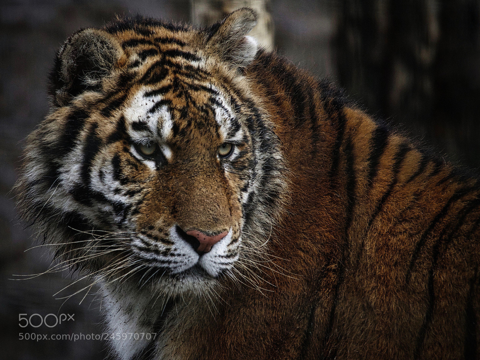 Canon EOS M5 sample photo. Tiger photography