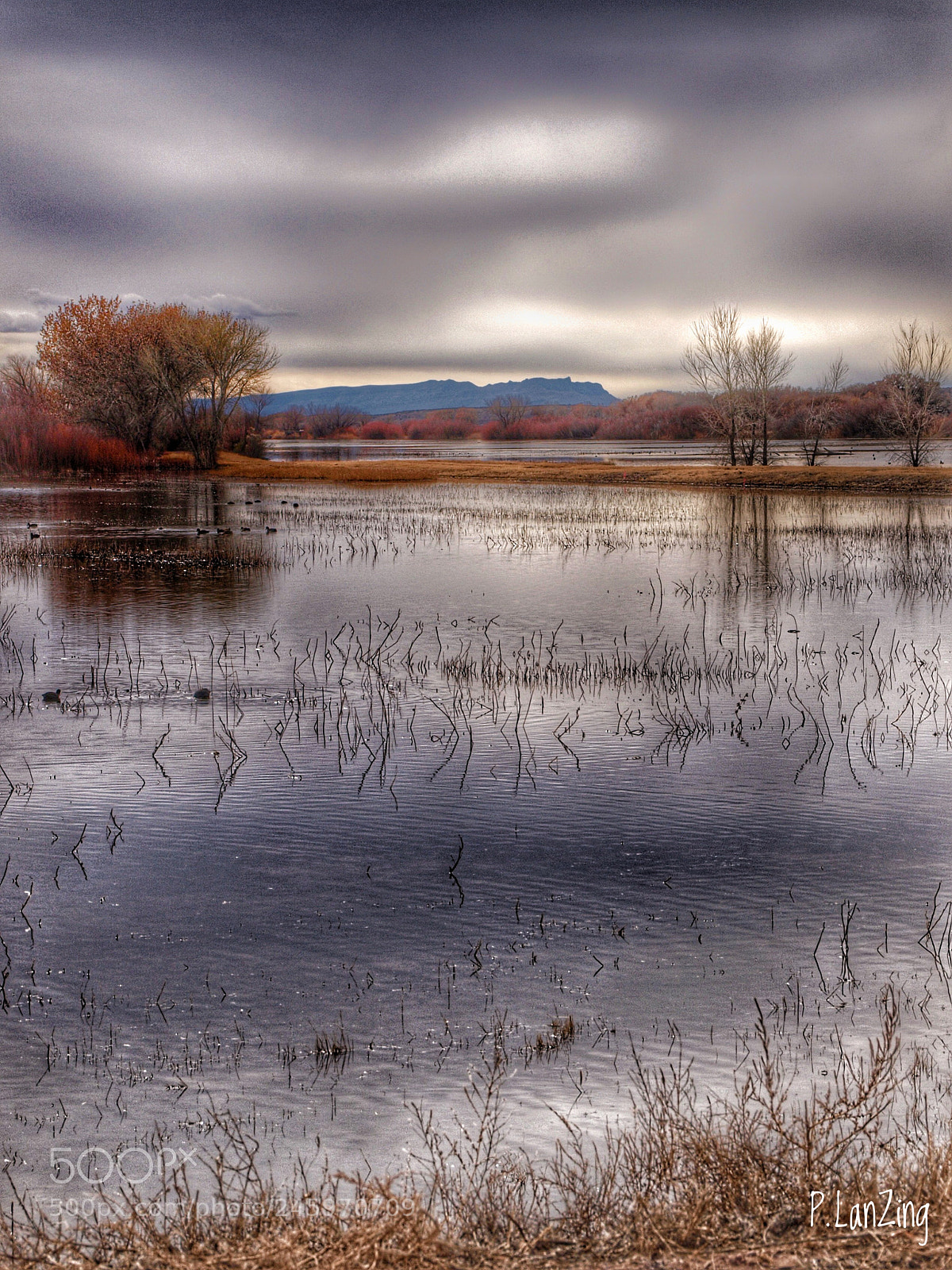 Olympus E-3 sample photo. Bosque del apache, new photography