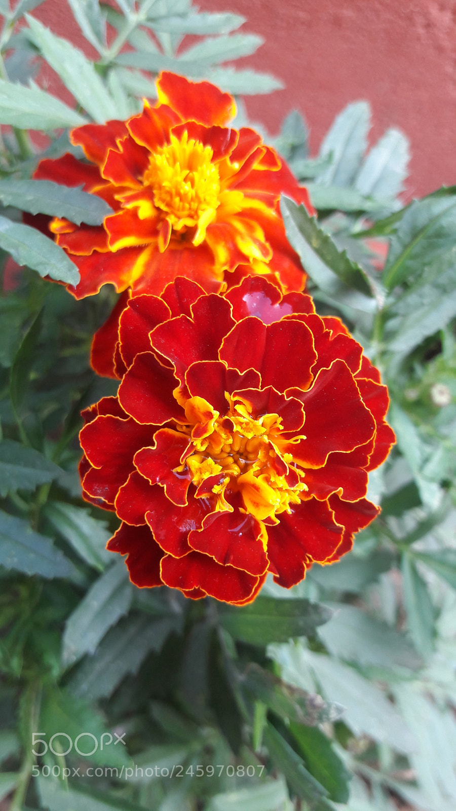 Samsung Galaxy J7 sample photo. Untitled photography