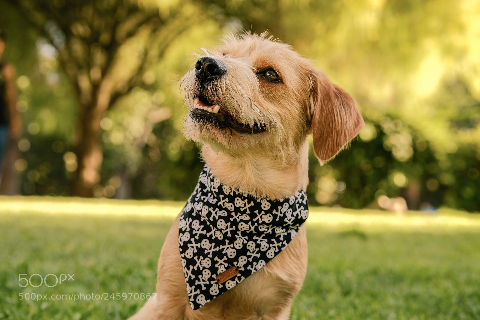 Fujifilm X-T2 sample photo. Jack photography