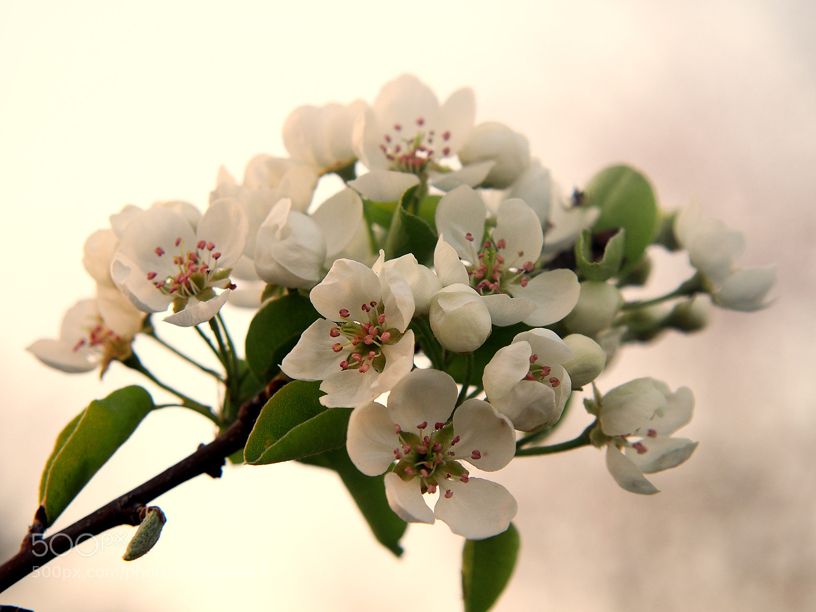 Olympus PEN E-PL5 sample photo. Blooming ornamental apple tree. photography