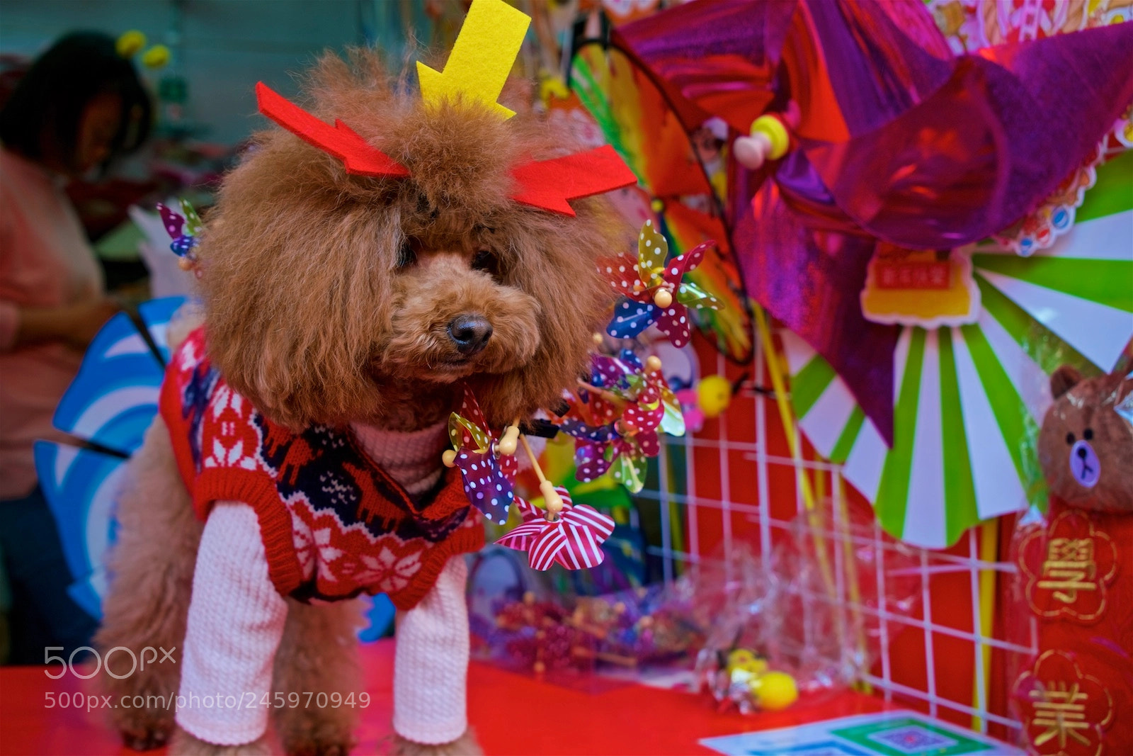 Sony a7R II sample photo. 小狗过年 photography