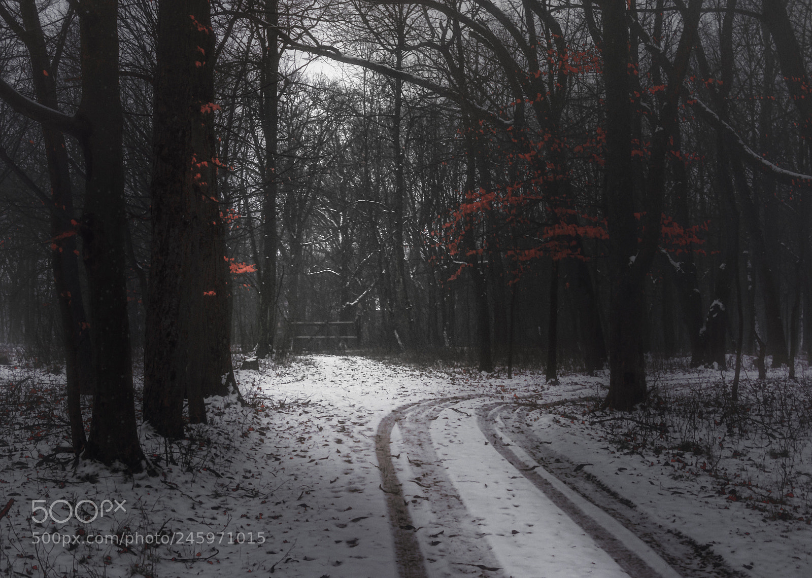 Nikon D7200 sample photo. Searching for light photography