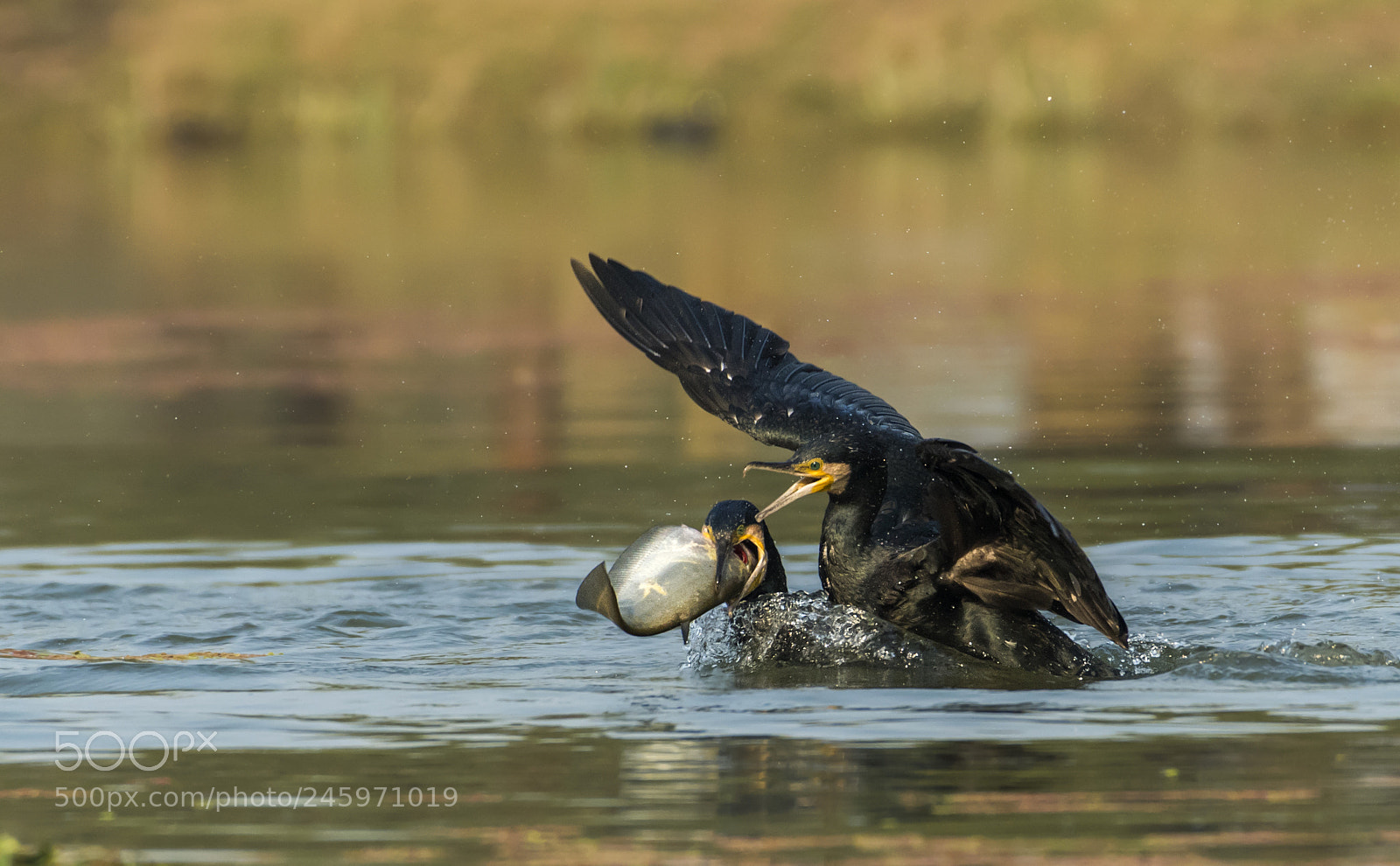 Nikon D500 sample photo. Great cormorants photography