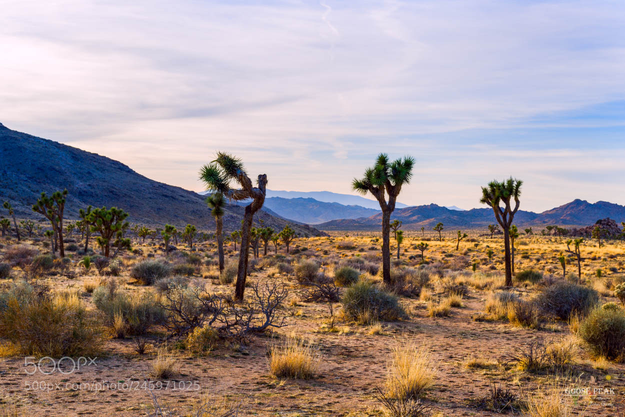 Sony a7R sample photo. Yucca brevifolia photography