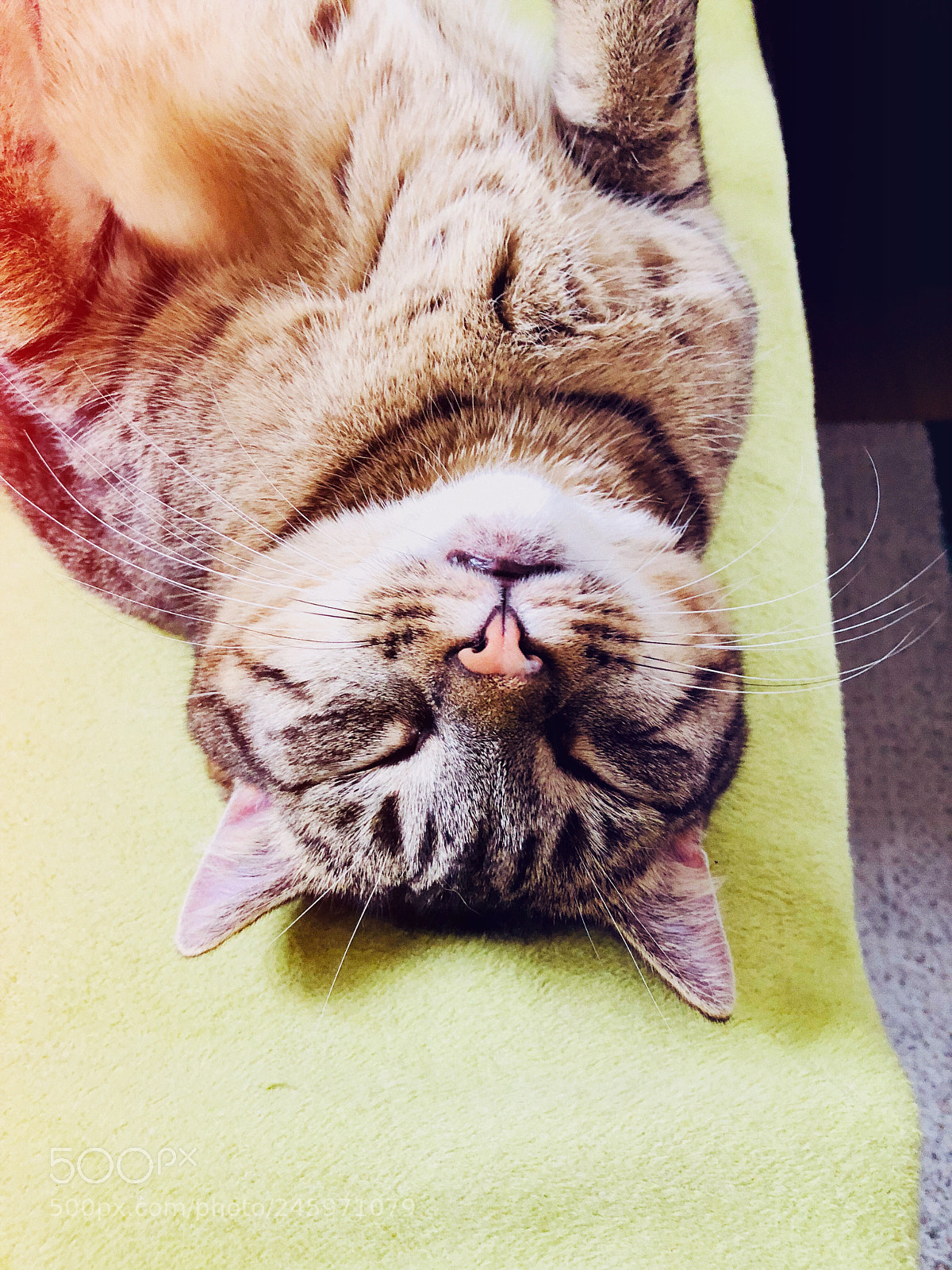 Apple iPhone 8 sample photo. Cat photography