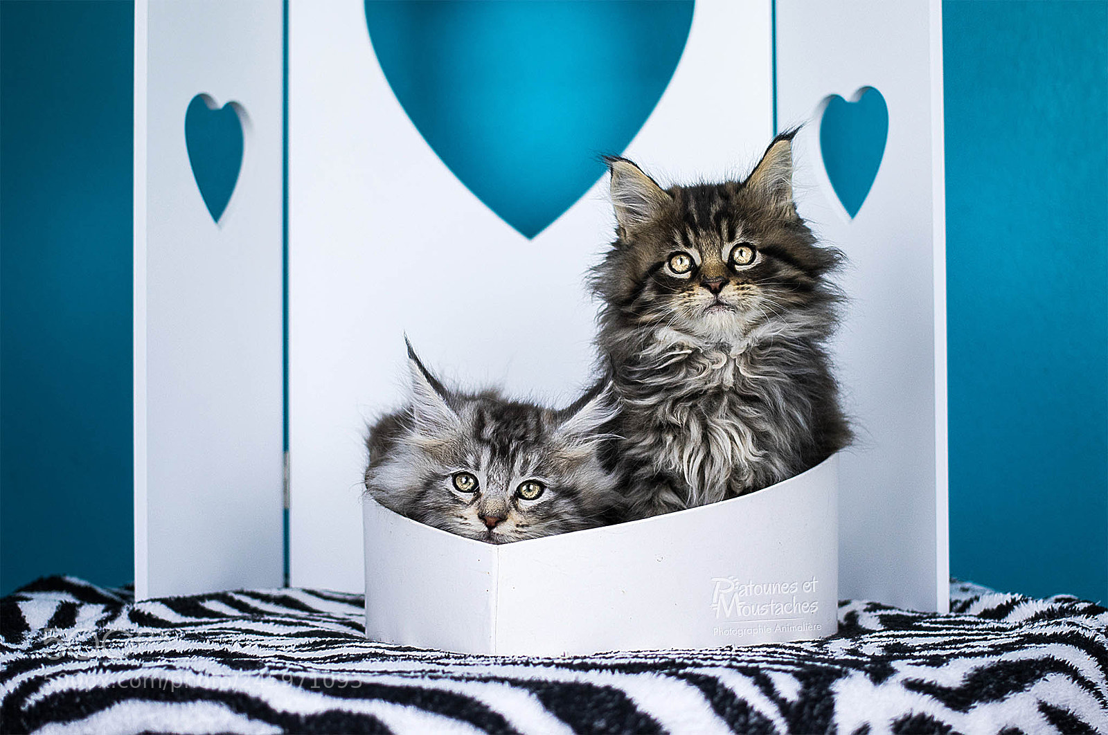 Canon EOS 7D Mark II sample photo. Chatons photography