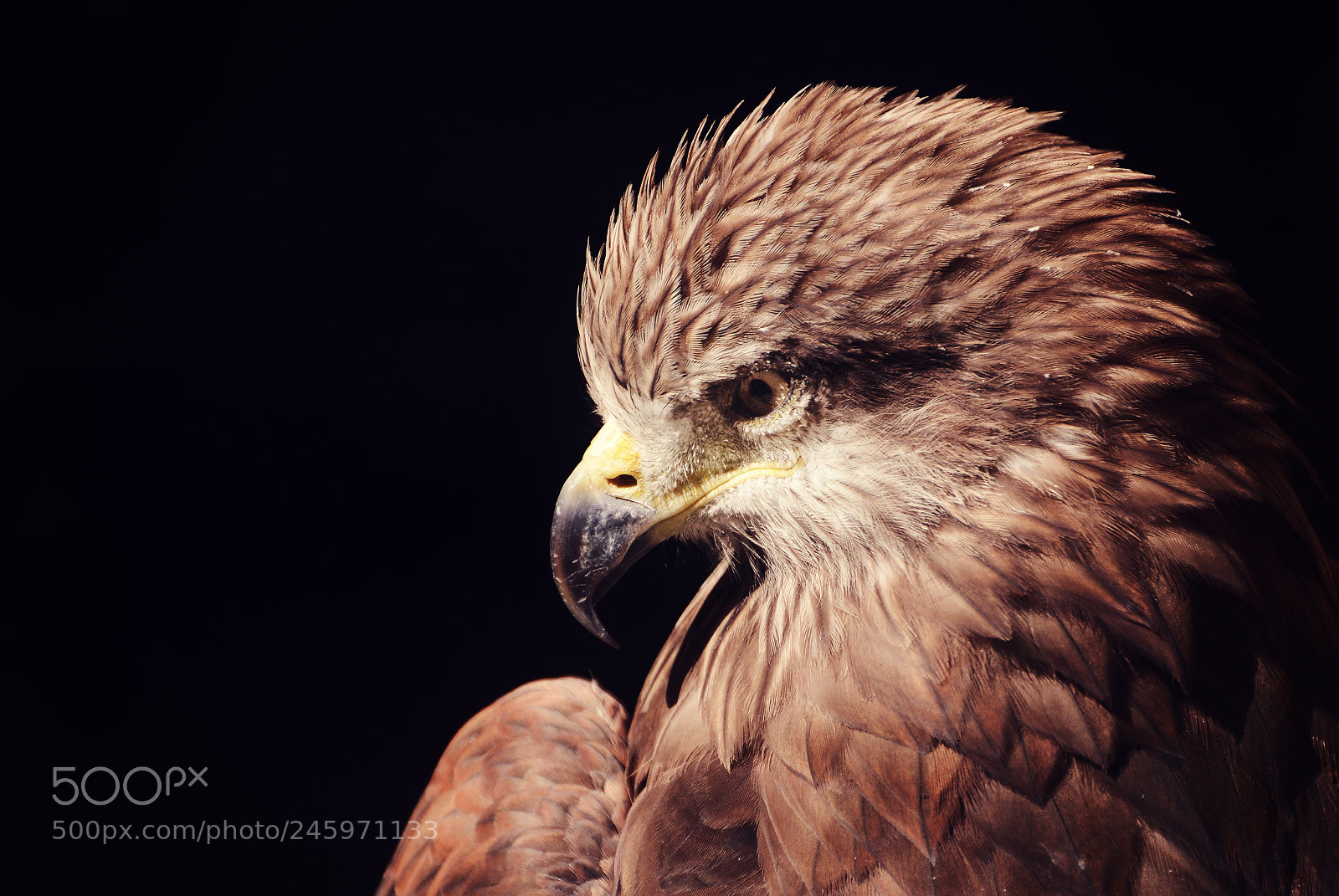 Nikon D800 sample photo. Eastern imperial eagle photography
