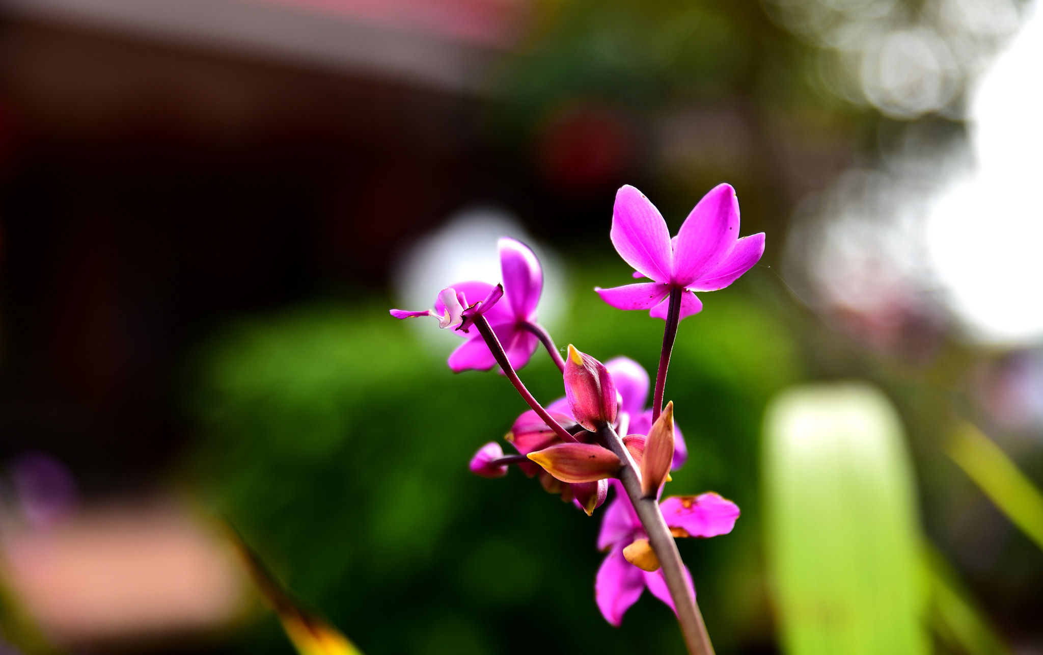 Tamron SP 24-70mm F2.8 Di VC USD sample photo. Dsc photography