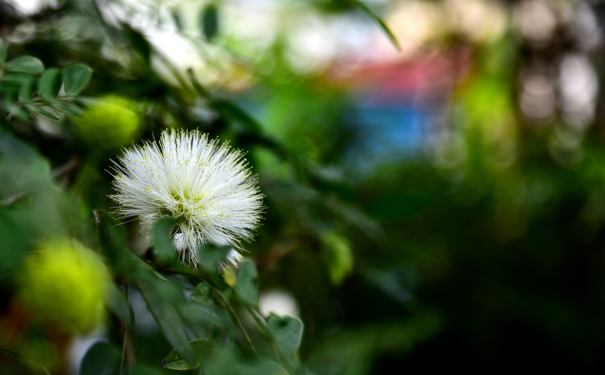 Tamron SP 24-70mm F2.8 Di VC USD sample photo. Dsc photography