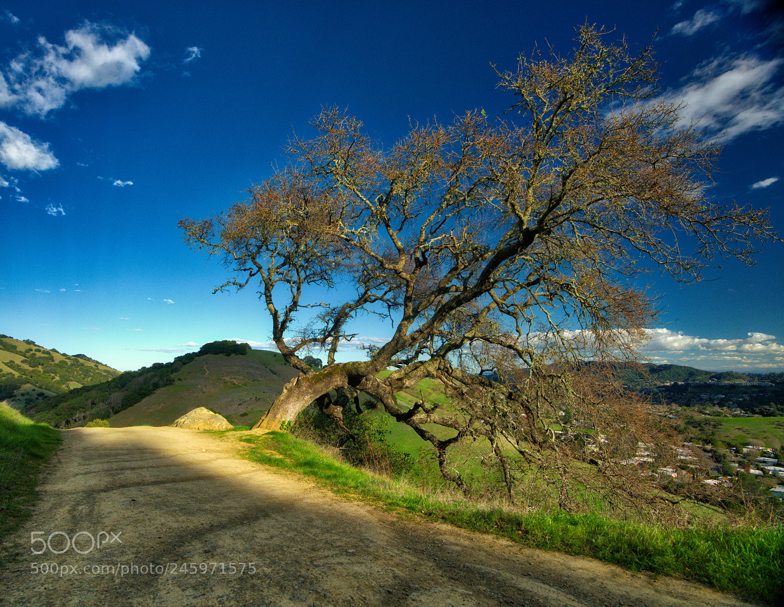 Sony a7R II sample photo. A warm tree photography