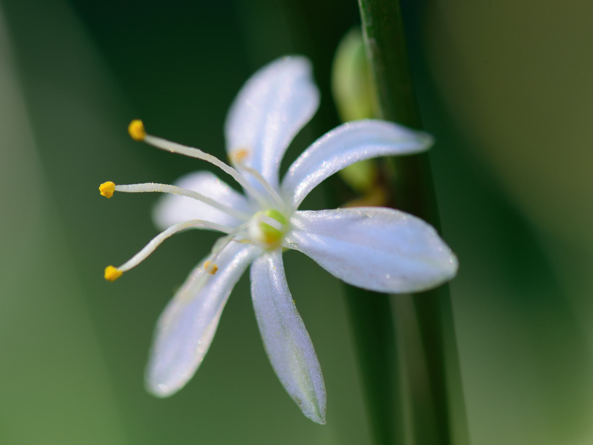 Nikon AF-S Micro-Nikkor 105mm F2.8G IF-ED VR sample photo. Flor photography