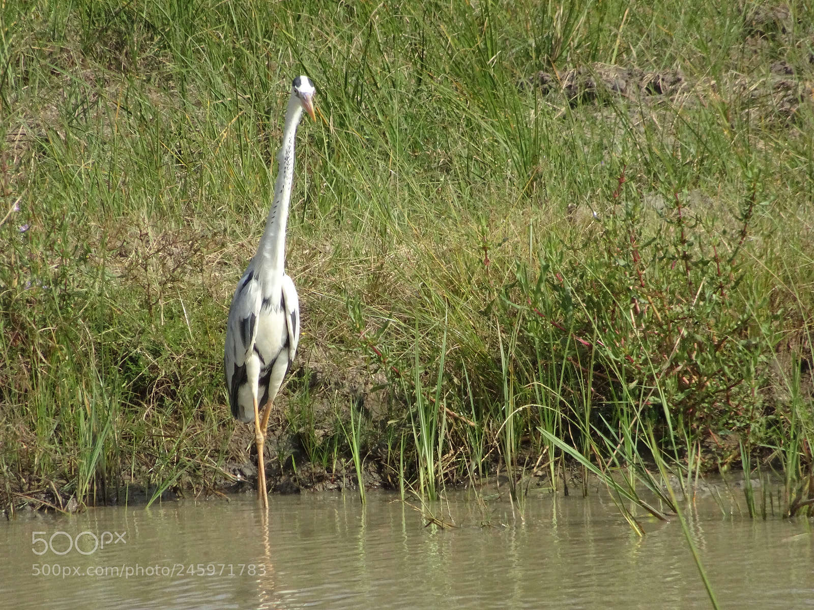 Sony DSC-HX90 sample photo. Bird photography