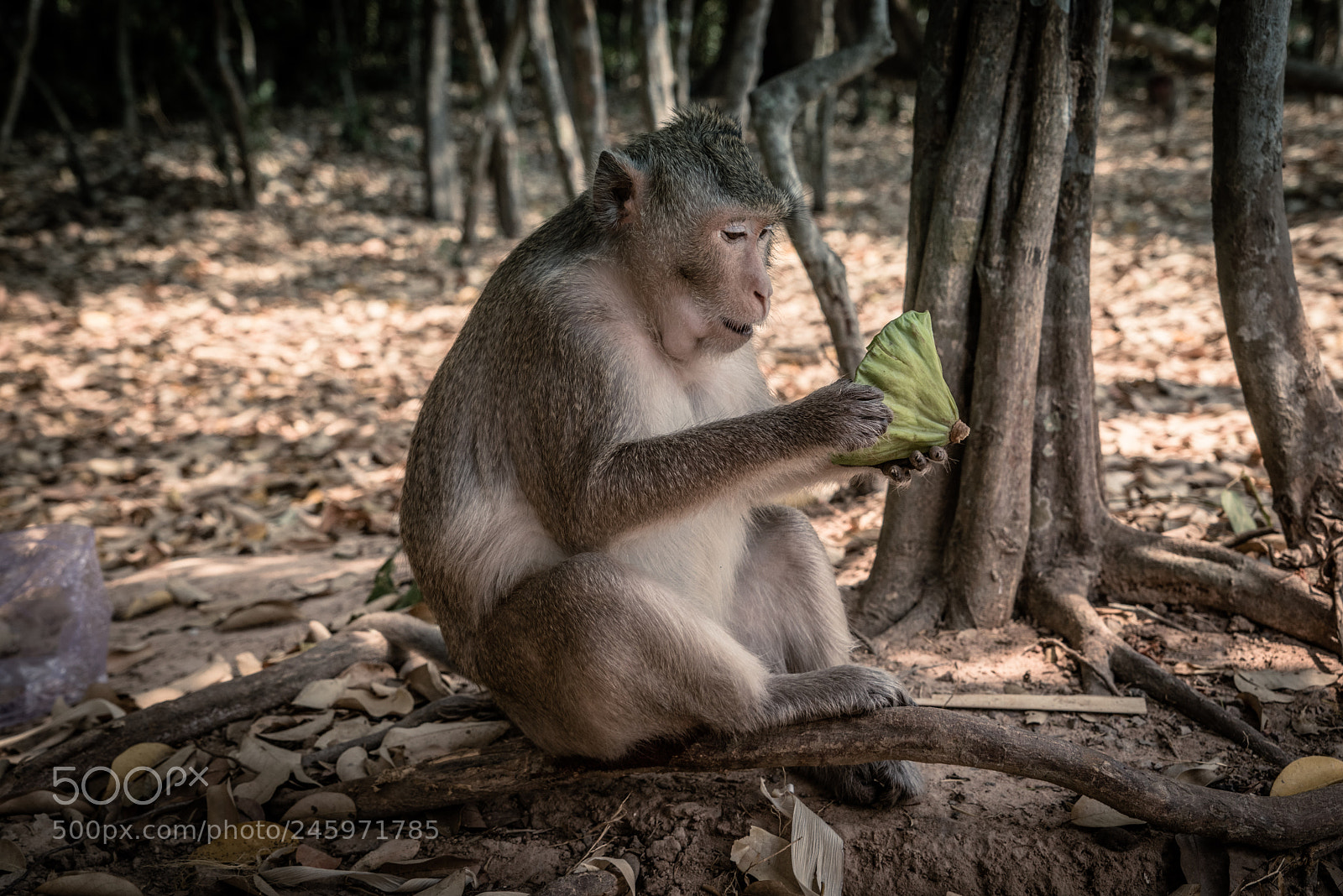 Sony a7R sample photo. Yummy photography