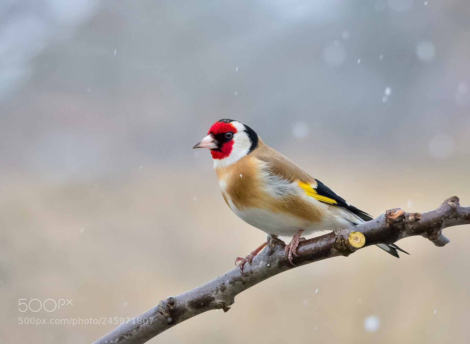 Nikon D7200 sample photo. Goldfinch photography