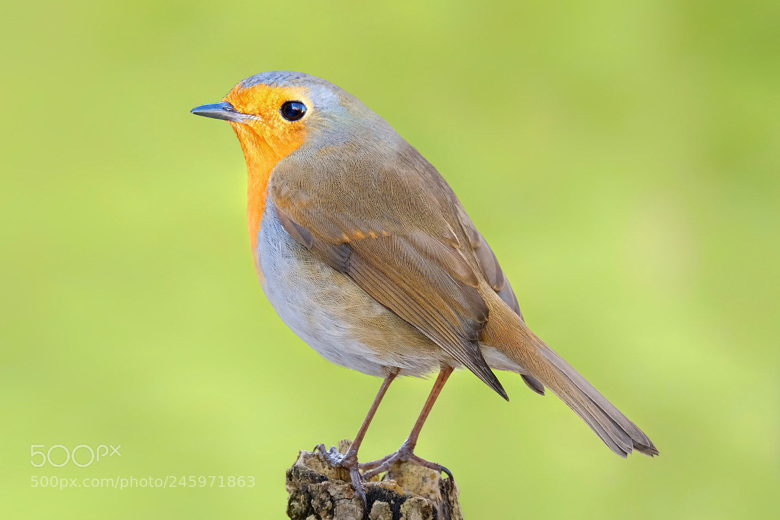 Fujifilm X-T20 sample photo. "lovely robin". photography