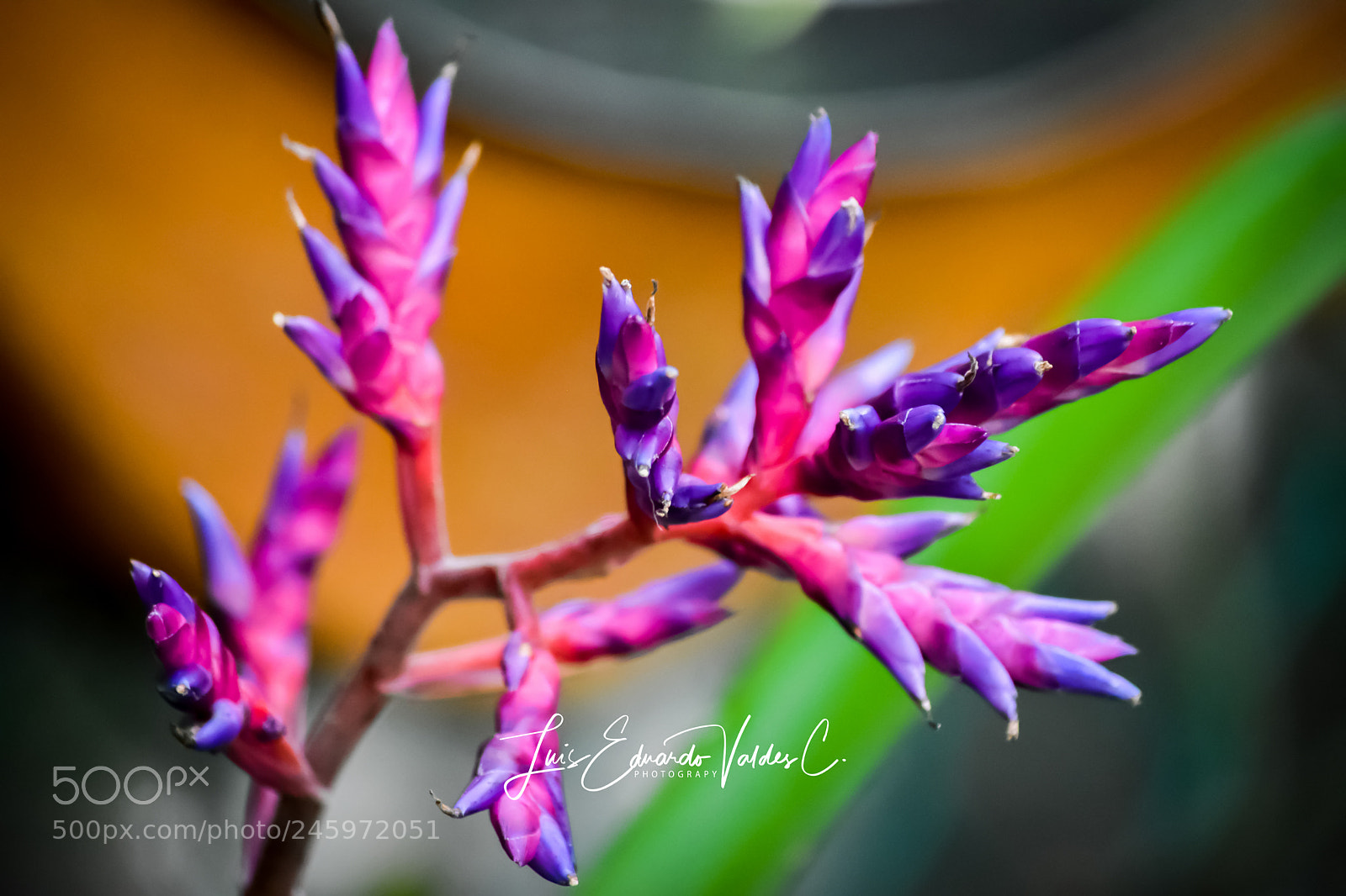 Nikon D7200 sample photo. Contrast photography