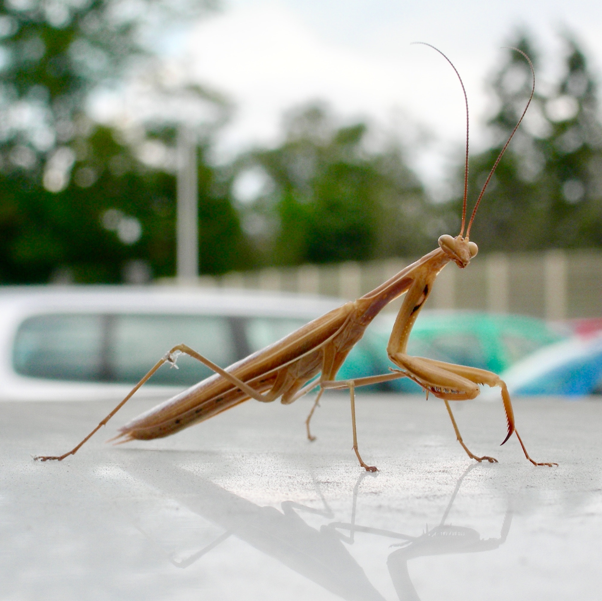 Nikon E7900 sample photo. Praying mantis photography