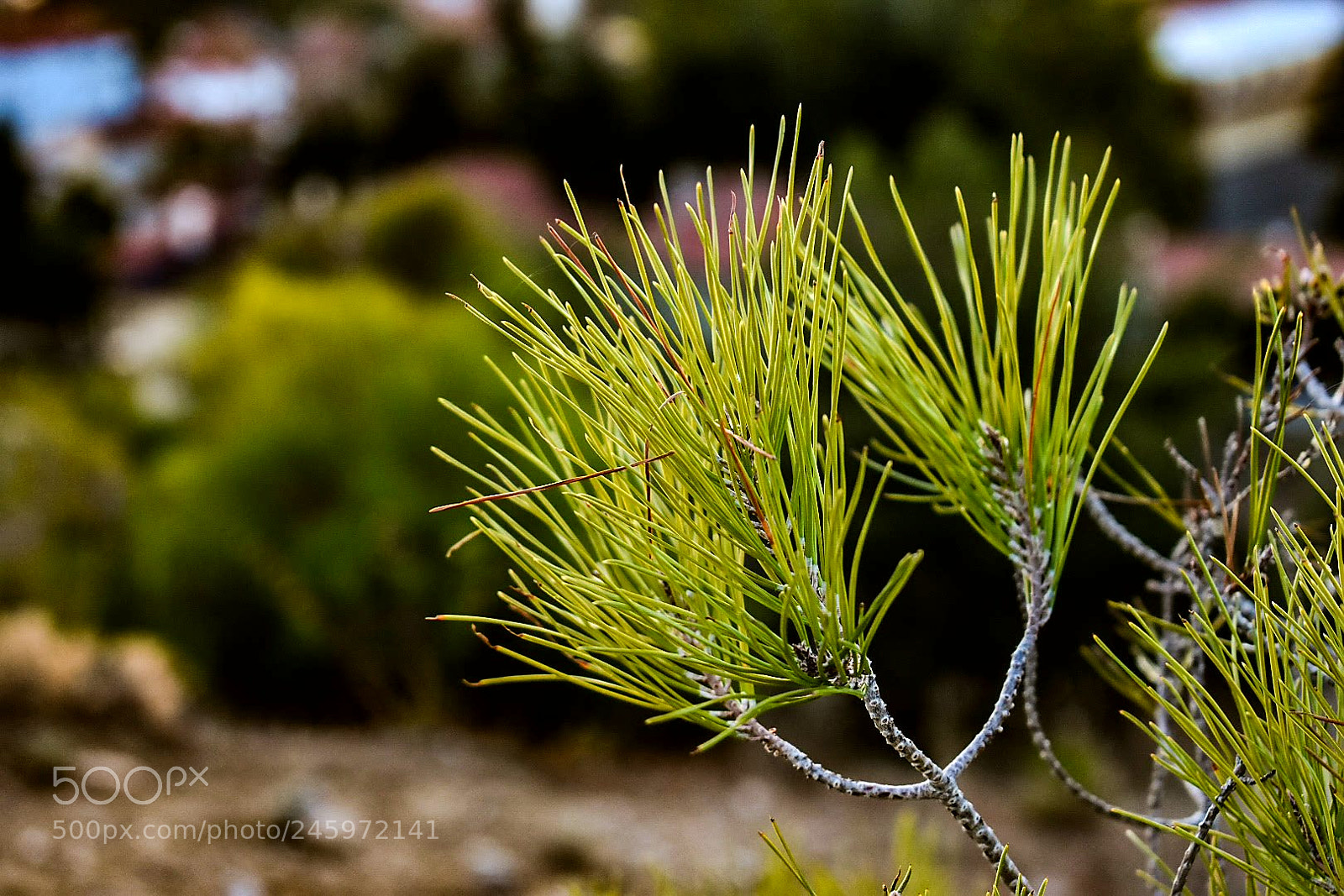 Nikon D3400 sample photo. Green nature photography