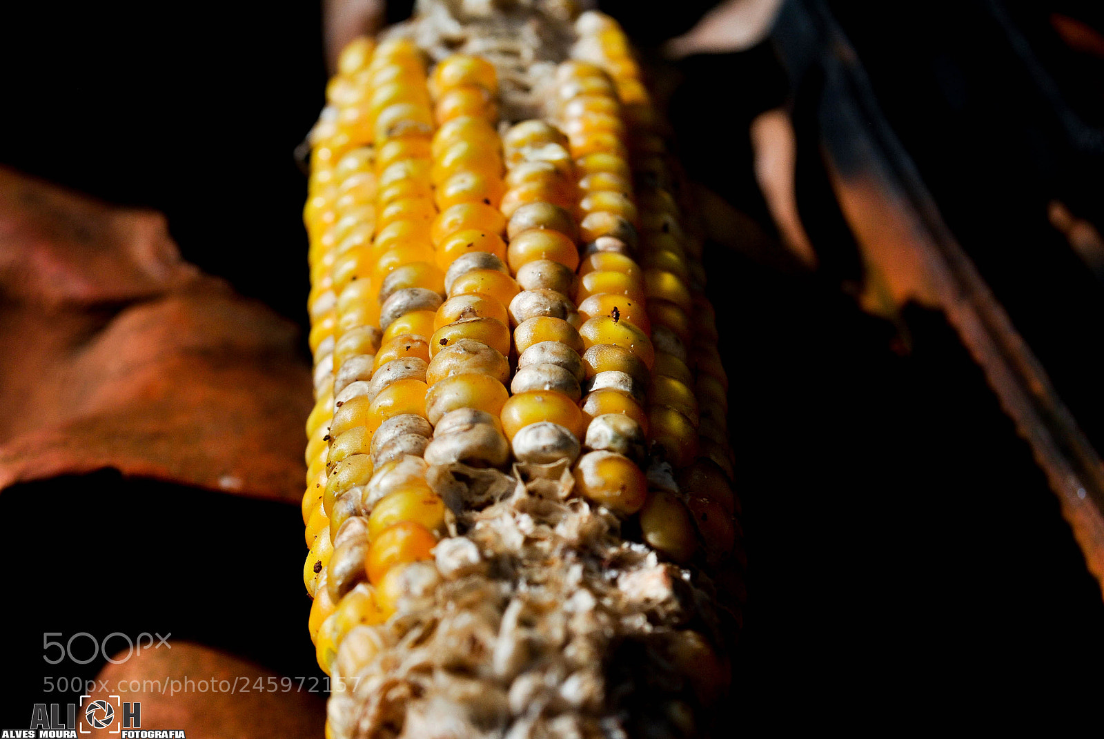 Nikon D3000 sample photo. (humanidade) o bem prevalece photography
