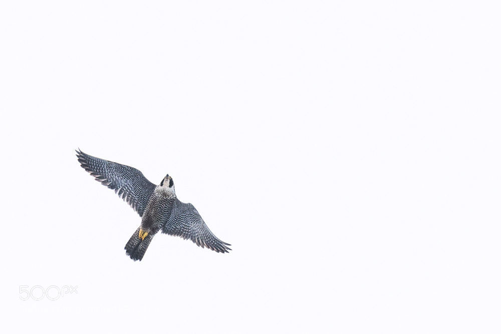 Nikon D850 sample photo. Peregrine falcon photography