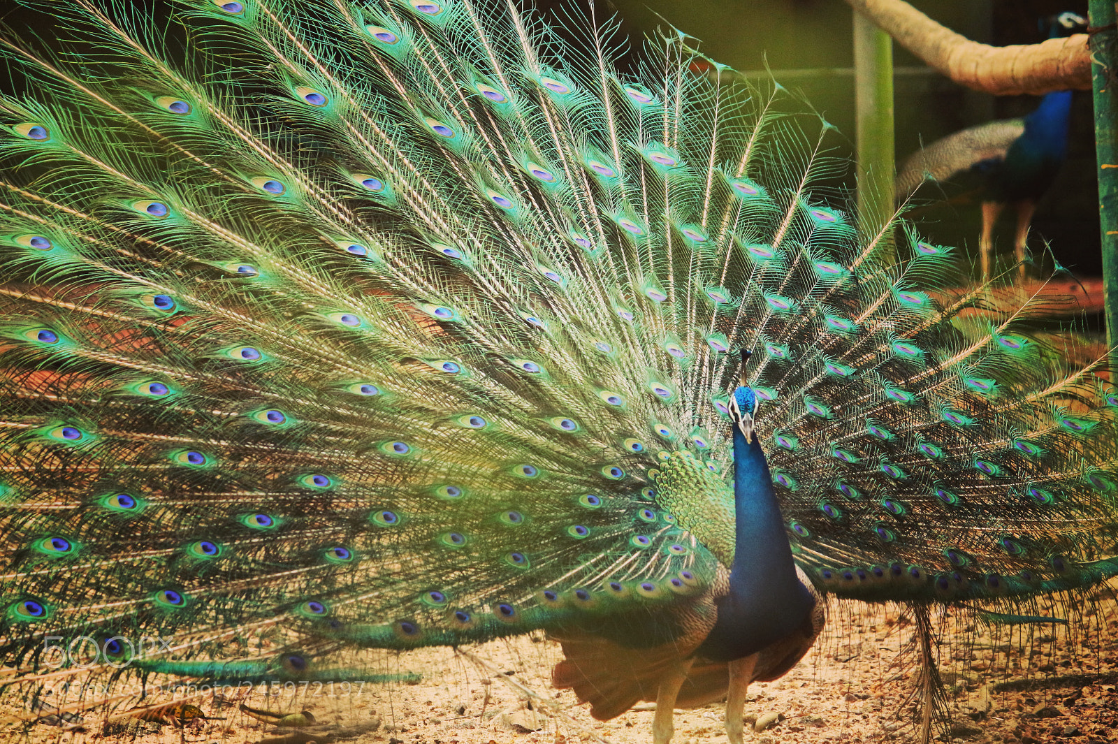 Canon EOS 700D (EOS Rebel T5i / EOS Kiss X7i) sample photo. Peacock clicked at zoo photography