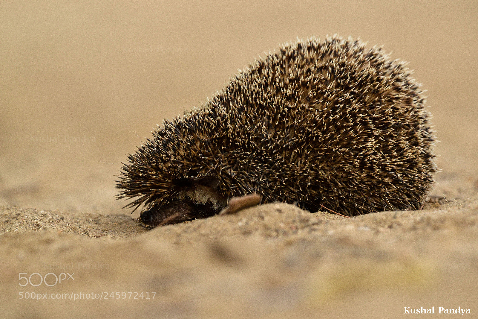 Nikon D3200 sample photo. Long-eared hedgehog photography