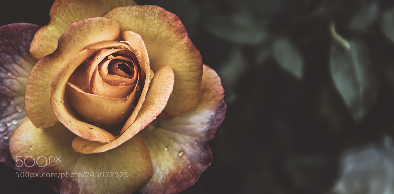 Nikon D7100 sample photo. Yellow flower photography