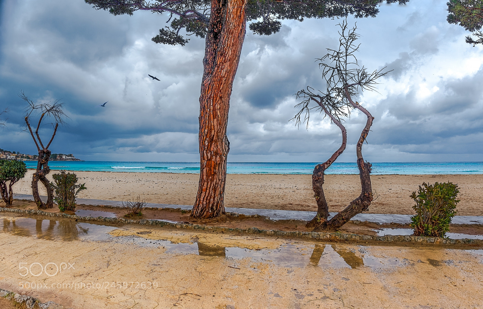 Sony Cyber-shot DSC-RX100 IV sample photo. Tree and sea photography