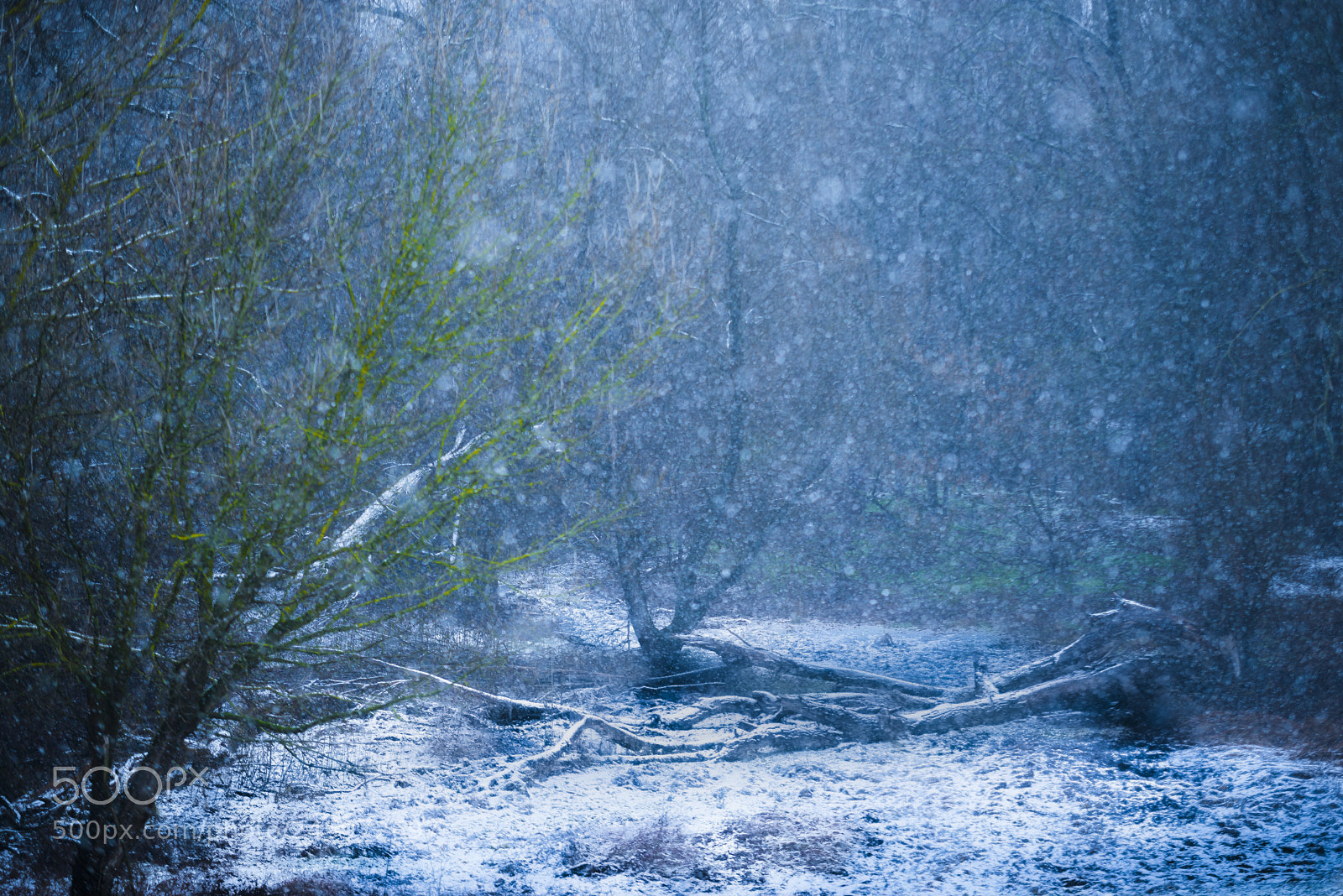 Nikon D610 sample photo. Winter forest photography