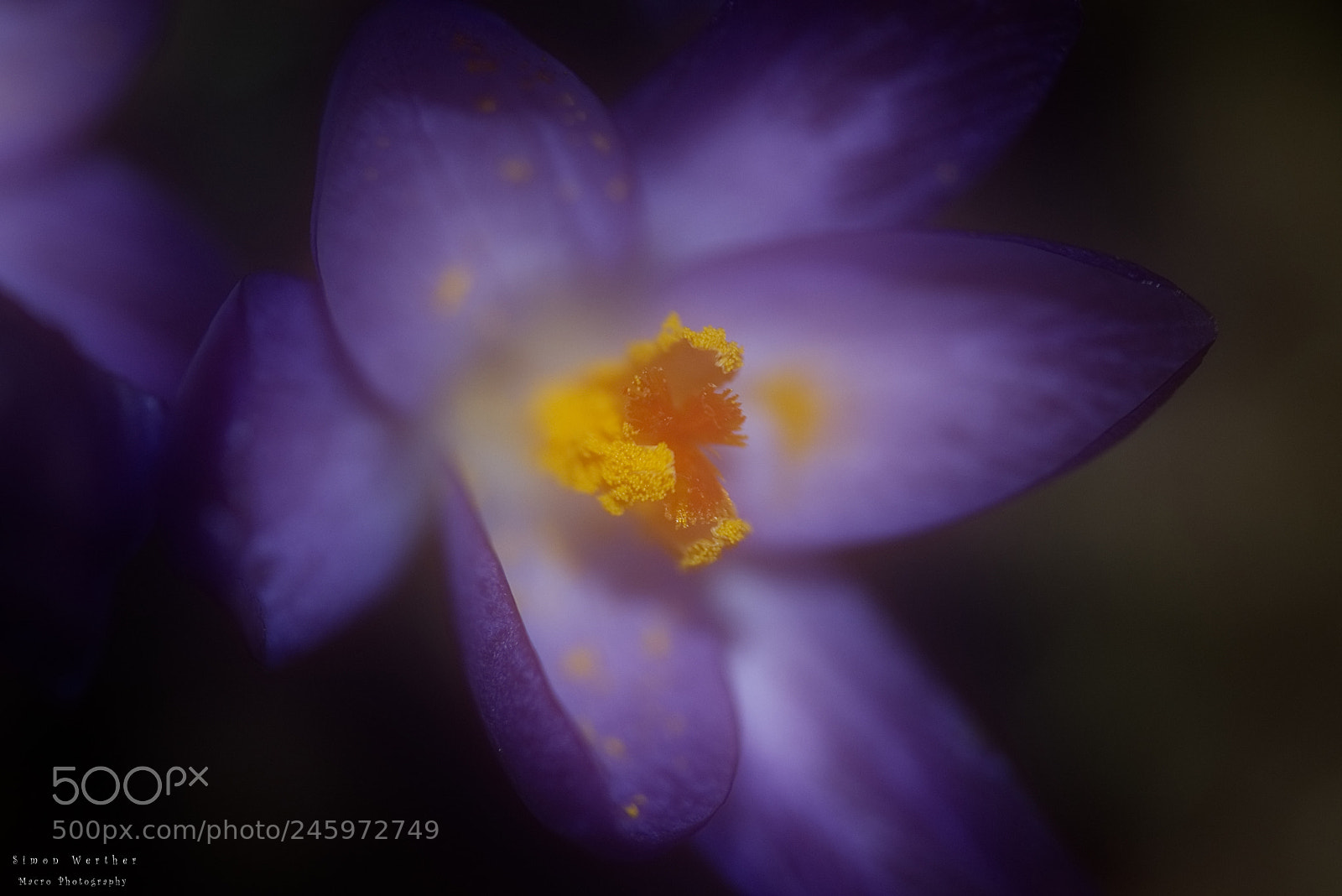 Nikon D5600 sample photo. Crocus photography
