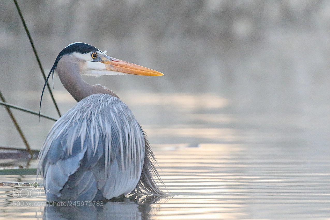 Canon EOS 7D Mark II sample photo. Great blue heron photography