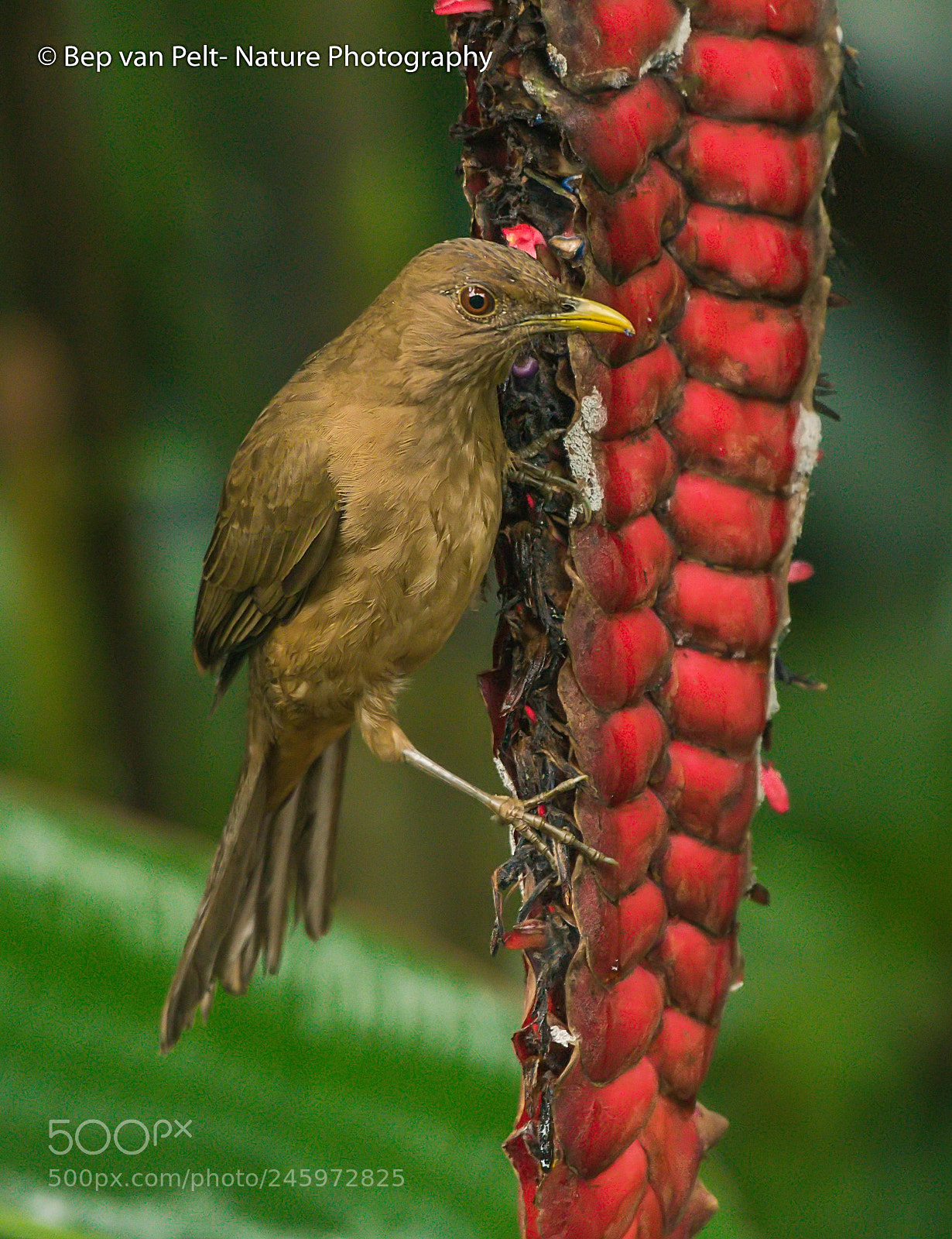 Nikon AF-S Nikkor 200-500mm F5.6E ED VR sample photo. Clay colored thrush rattlesnake photography