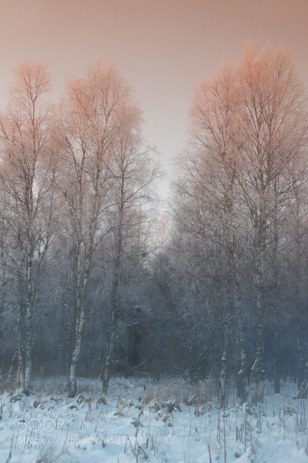 Pentax K-3 sample photo. Winter iv photography