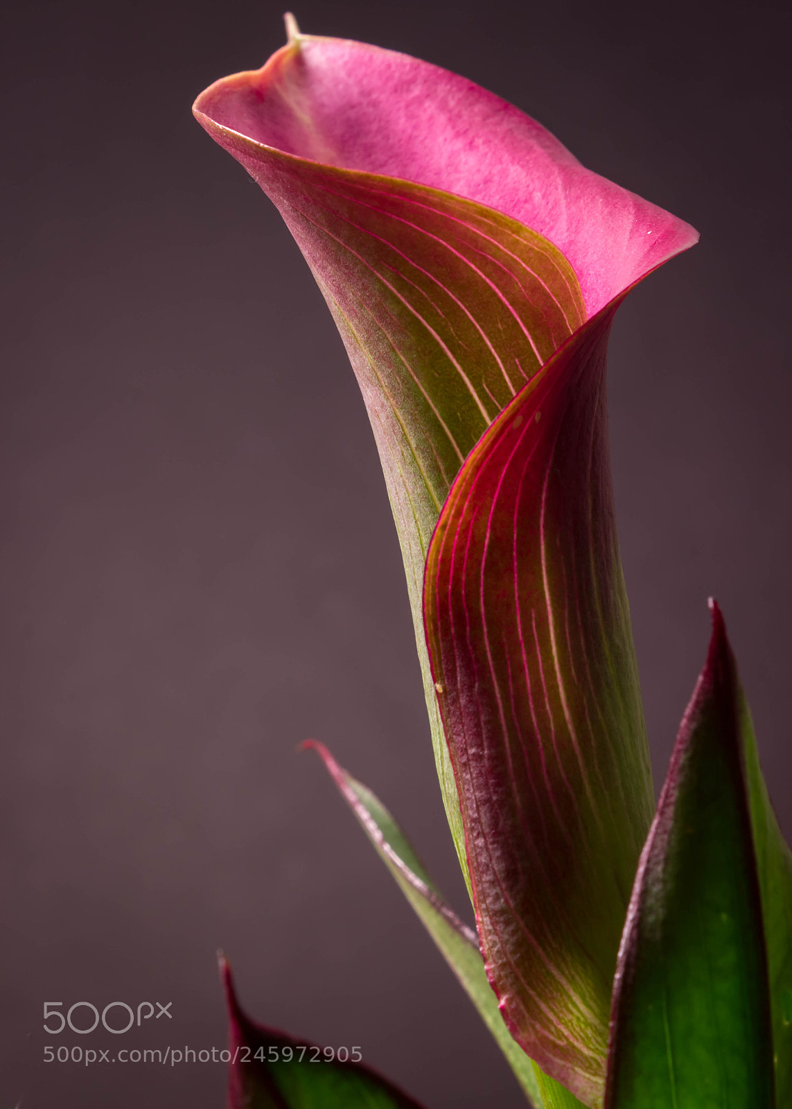 Canon EOS 600D (Rebel EOS T3i / EOS Kiss X5) sample photo. Calla lily photography