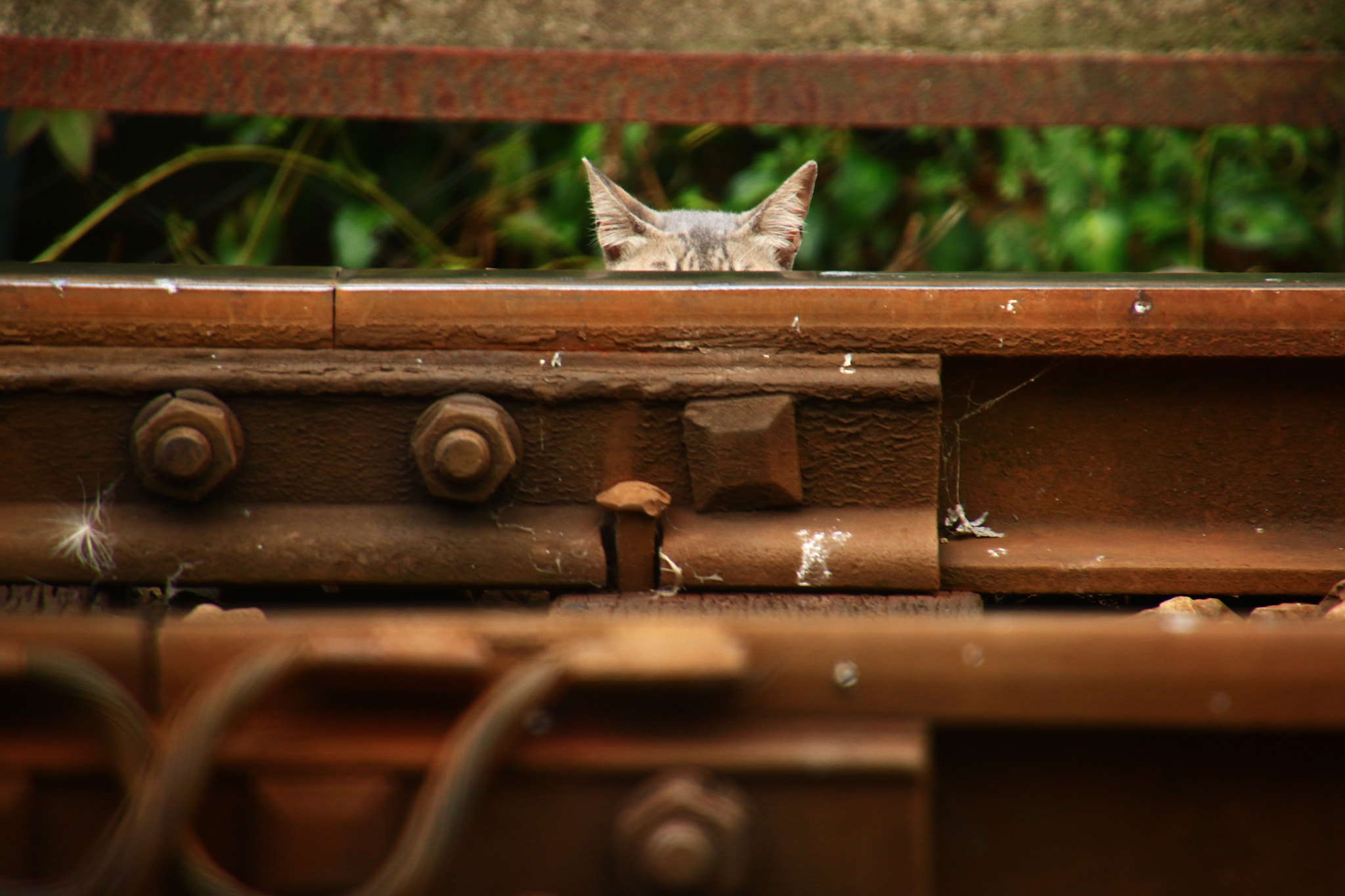 Canon EOS 7D Mark II sample photo. Hide-and-seek photography