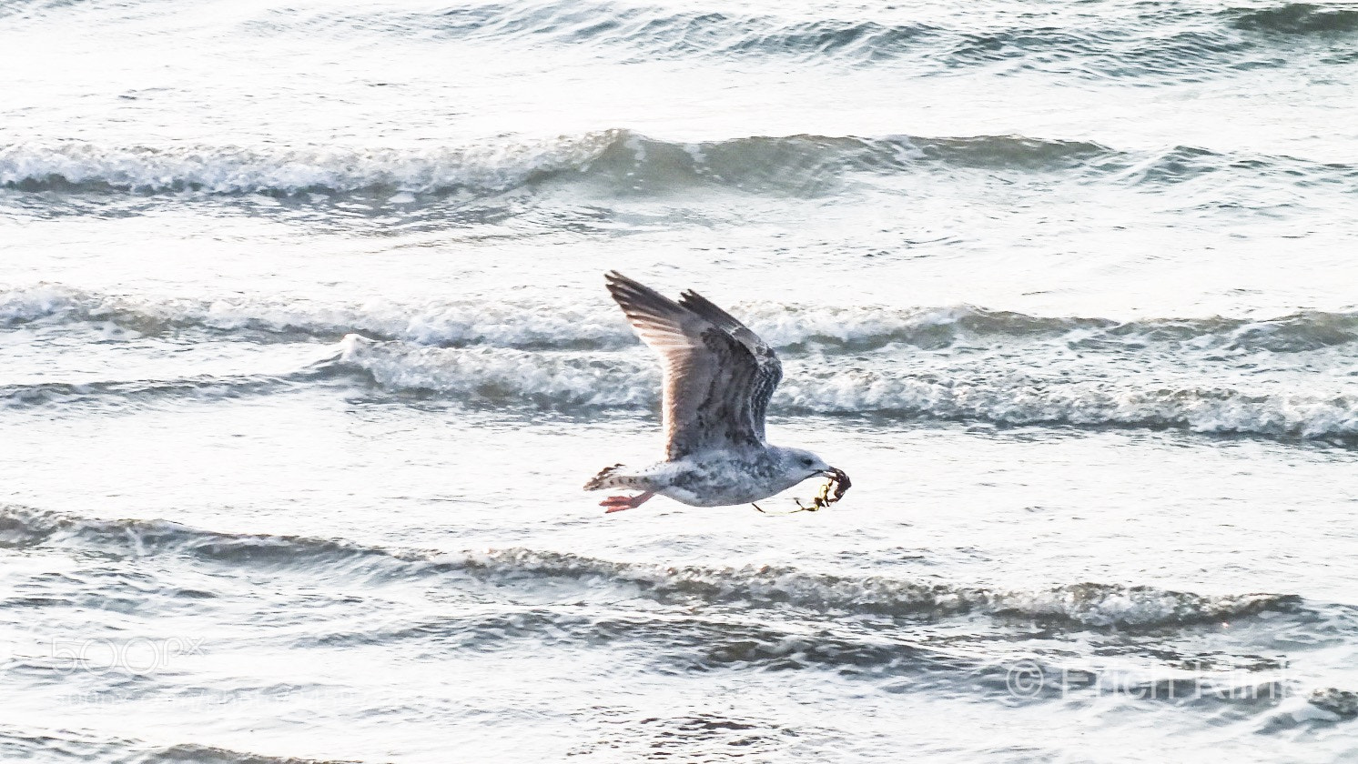 FujiFilm FinePix HS20 EXR (FinePix HS22 EXR) sample photo. Futtersuche an der ostsee photography