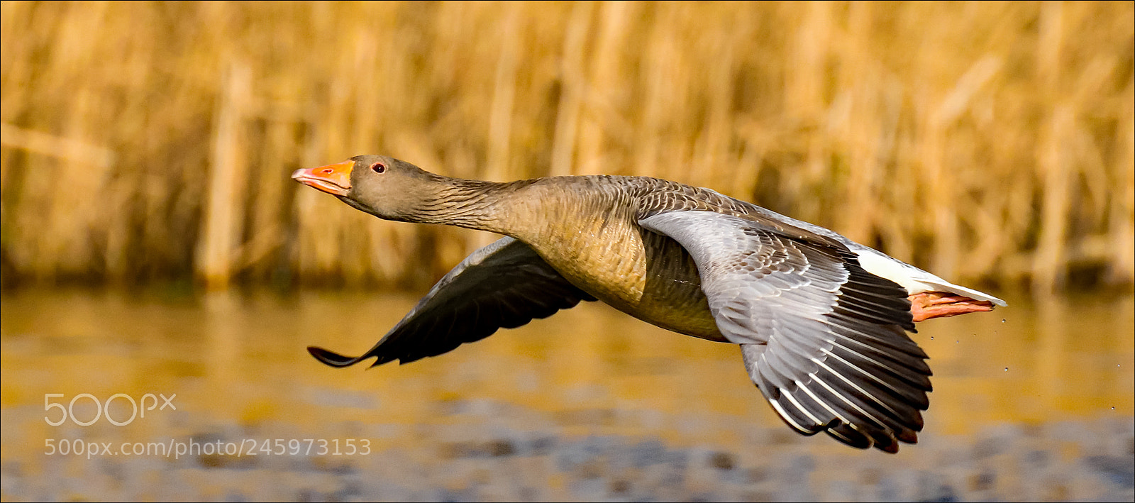 Nikon D500 sample photo. Flying bird photography